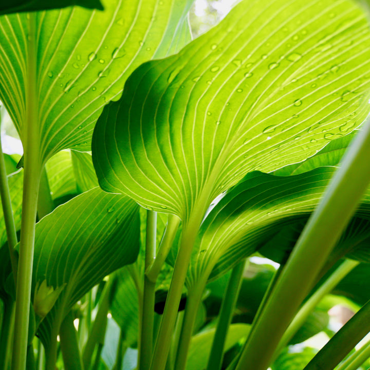 Hosta 'Dancing Queen' ~ Dancing Queen Hosta-ServeScape