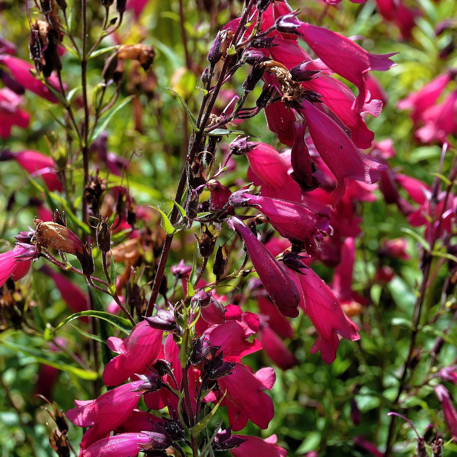 Penstemon barbatus 'Balmibepro' ~ MissionBells™ Deep Rose Beardtongue-ServeScape