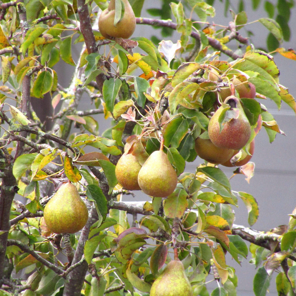 Pyrus communis 'Moonglow' ~ Moonglow Pear-ServeScape
