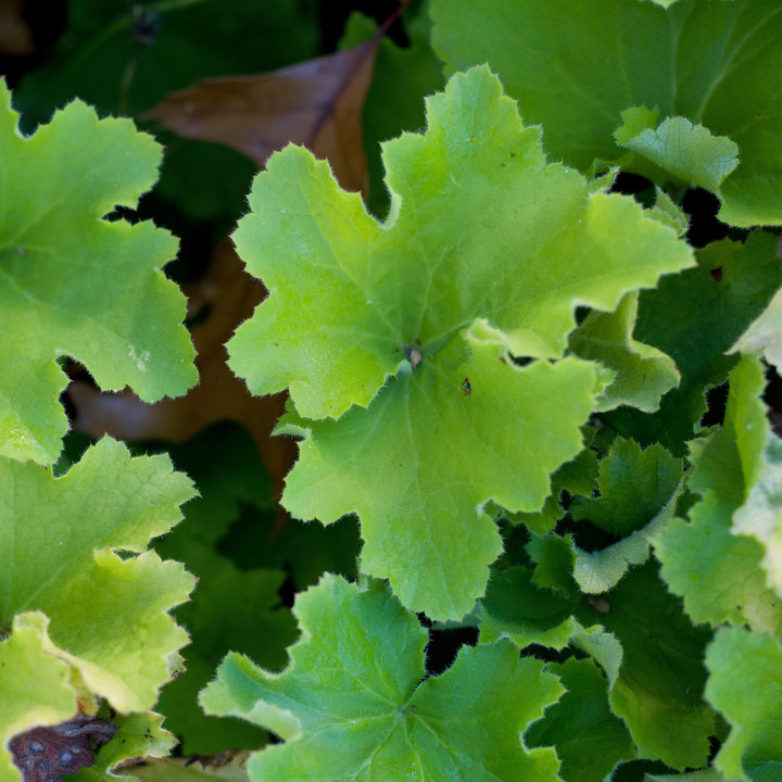 Heuchera 'Guacamole' ~ Guacamole Heuchera-ServeScape