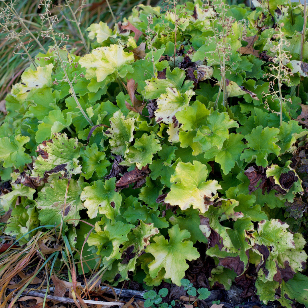 Heuchera 'Guacamole' ~ Guacamole Heuchera-ServeScape