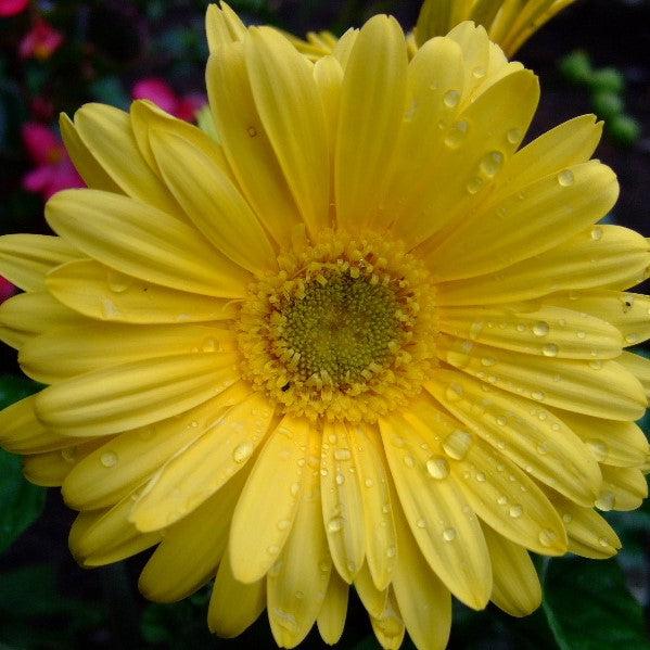 Gerbera 'Garvinea Sweet Smile' ~ Garvinea® Sweet Smile Gerbera-ServeScape