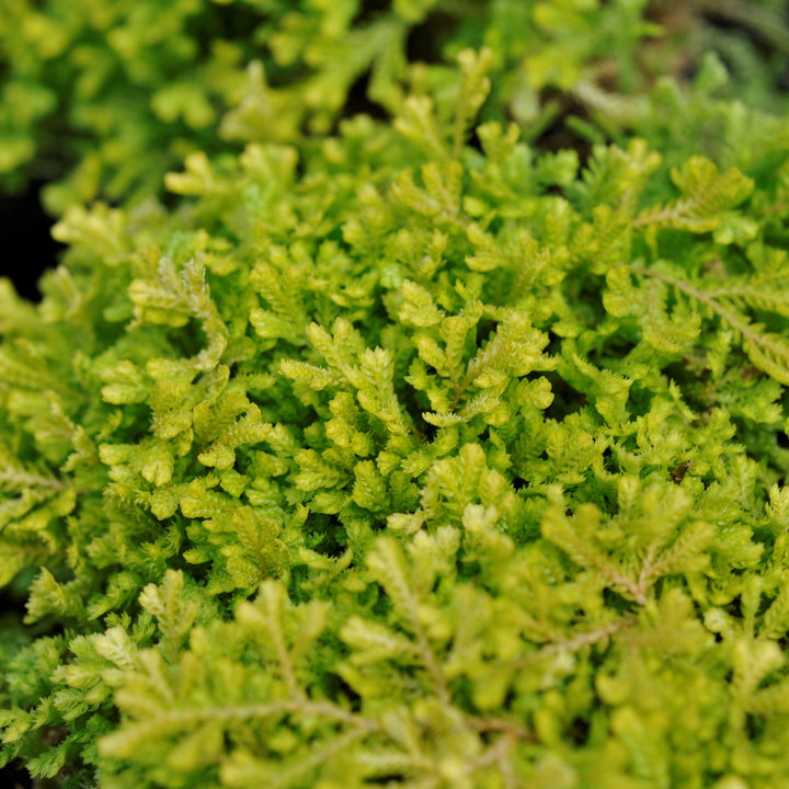 Selaginella kraussiana 'Aurea' ~ Gold Clubmoss-ServeScape