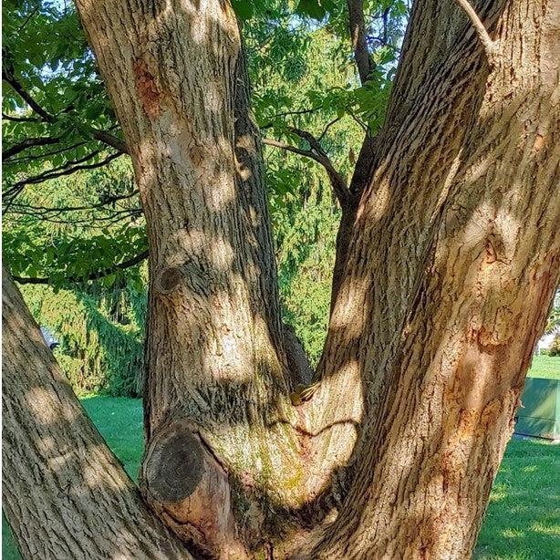 Castanea mollissima ~ Chinese Chestnut-ServeScape