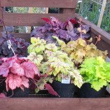 Heuchera 'Electric Lime' ~ Electric Lime Coral Bells-ServeScape