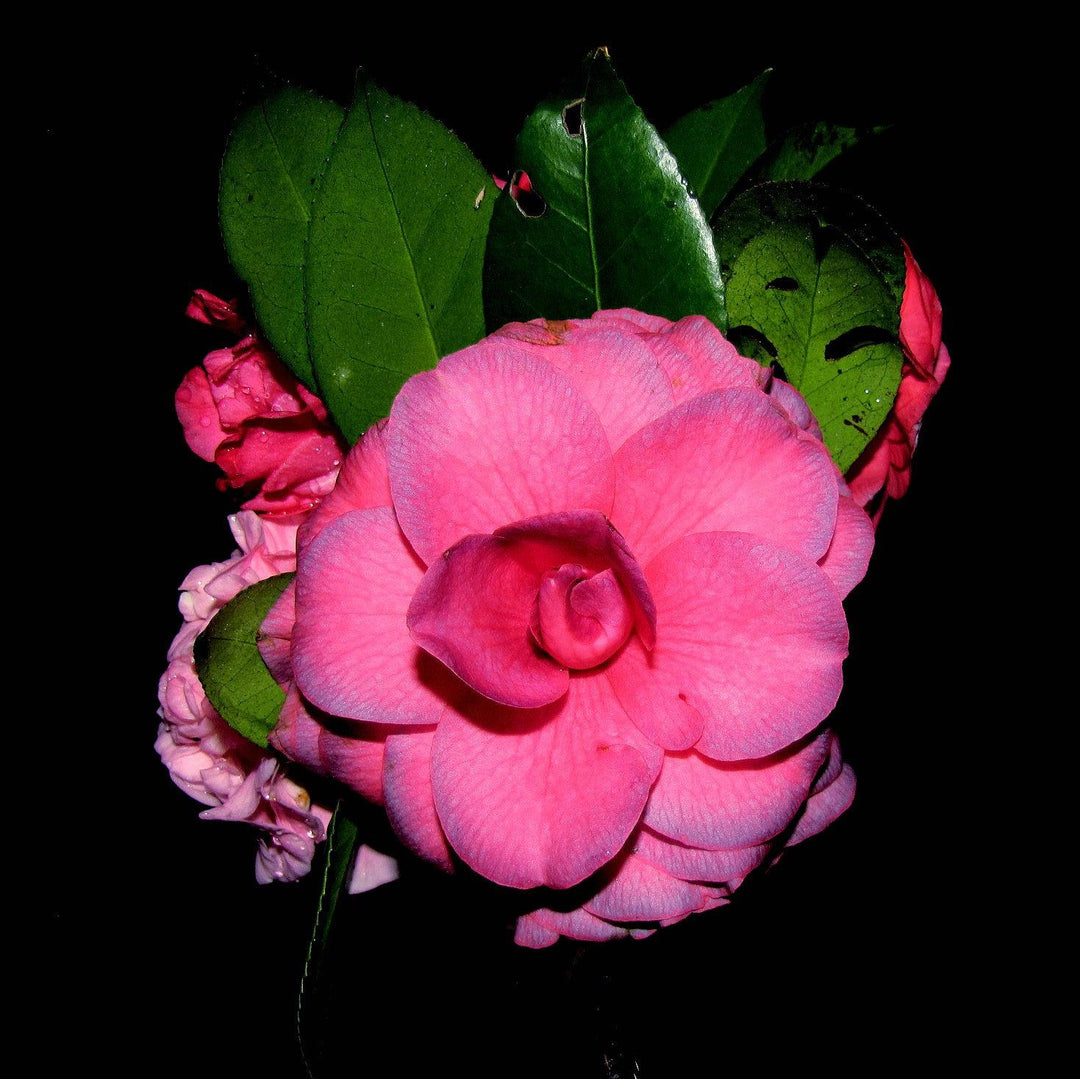 Camellia japonica 'Purple Dawn' ~ Purple Dawn Camellia-ServeScape