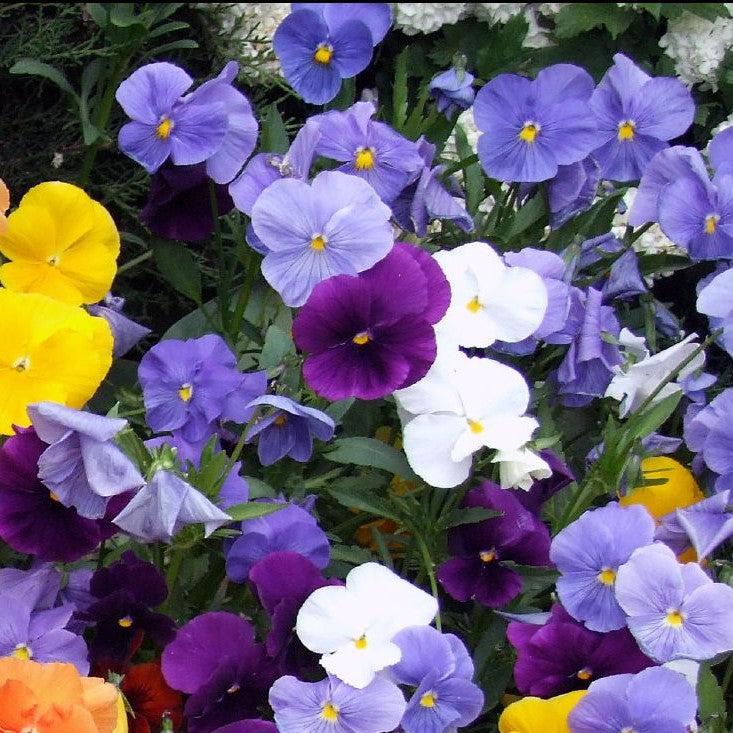 Viola x wittrockiana 'Premier Yellow Blues Mix' ~ Premier Yellow Blues Mix Pansy-ServeScape