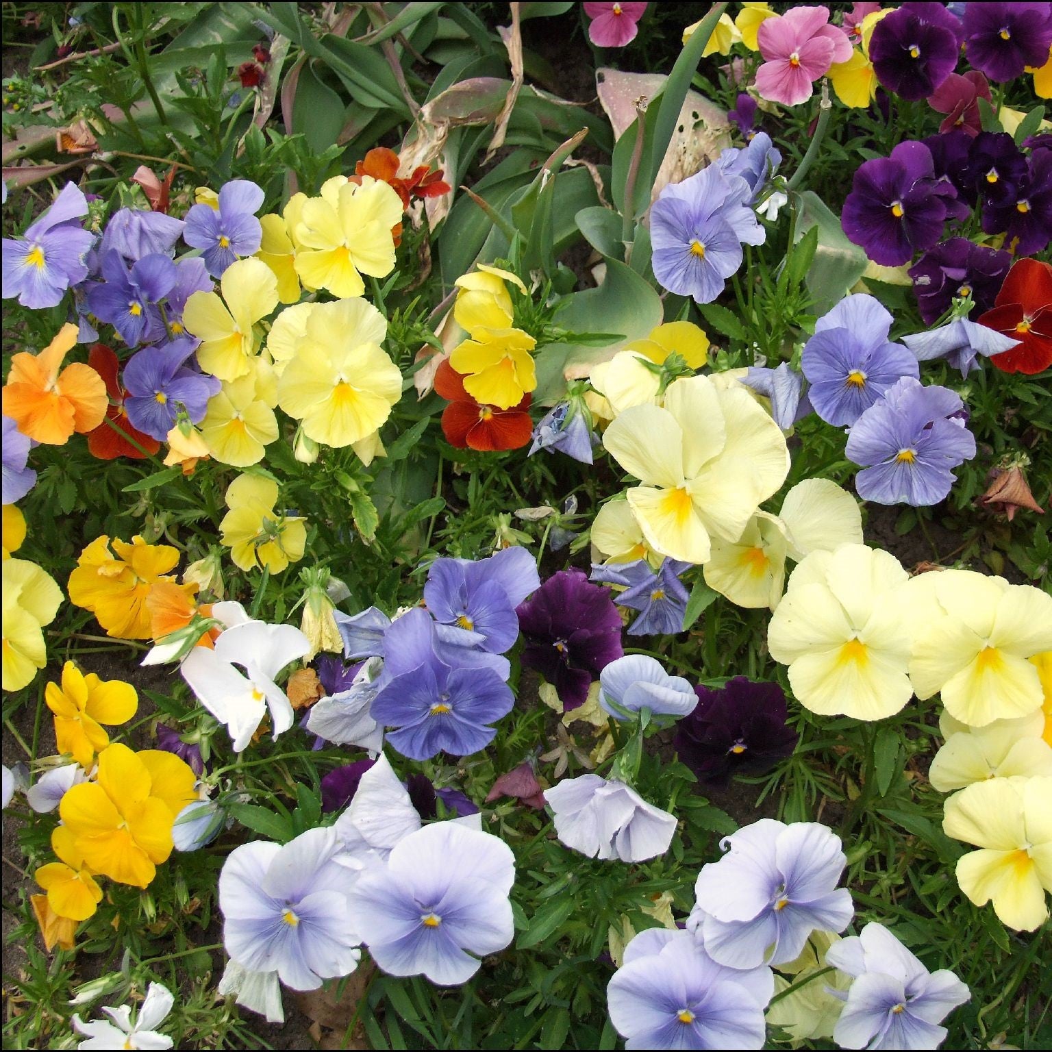 Viola x wittrockiana 'Inspire Plus Clear Mix' ~ Inspire® Plus Clear Mix Pansy-ServeScape