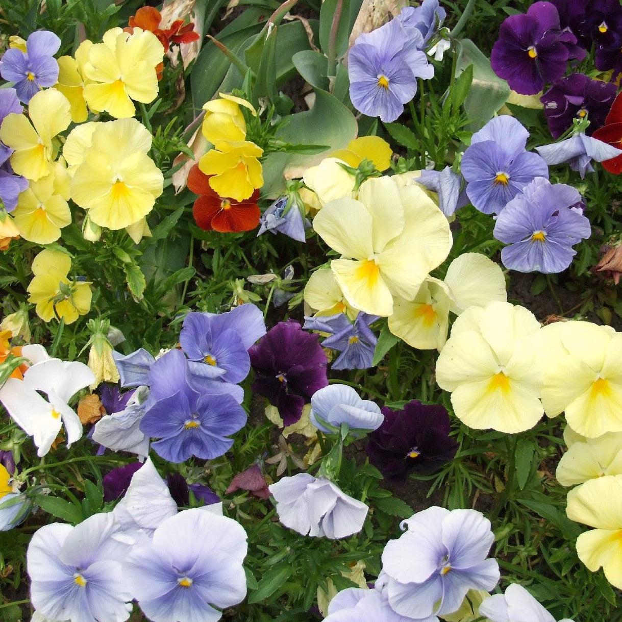 Viola x wittrockiana 'Premier Tricolor Mix' ~ Premier Tricolor Mix Pansy-ServeScape