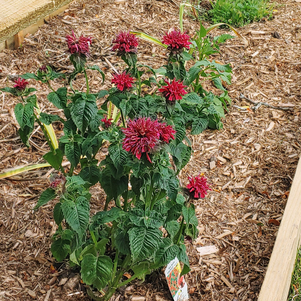 Monarda 'Fireball' ~ Fireball Bee Balm-ServeScape