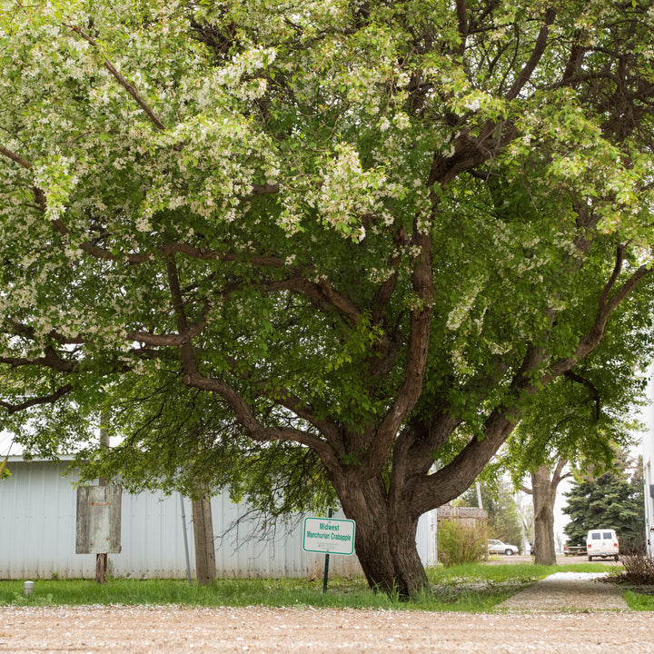 Malus baccata var. mandshuria ~ Manchurian Crabapple-ServeScape
