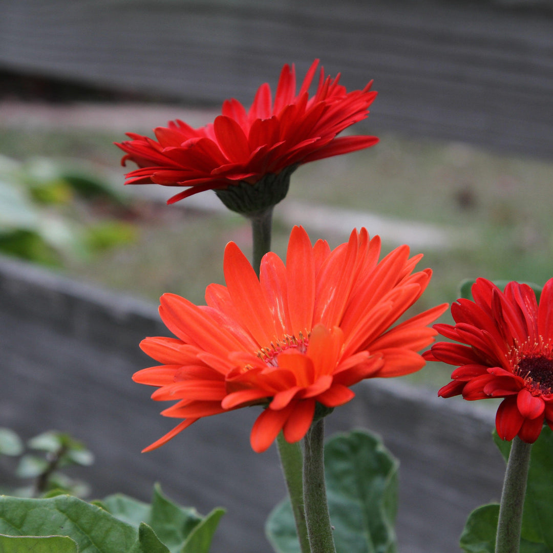 Gerbera x 'GARGLOW IMP' PP #26,784 ~ Garvinea® Sweet Glow Gerbera-ServeScape