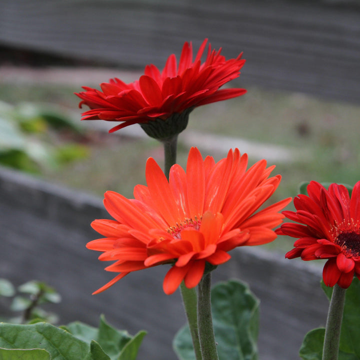 Gerbera x 'GARGLOW IMP' PP #26,784 ~ Garvinea® Sweet Glow Gerbera-ServeScape