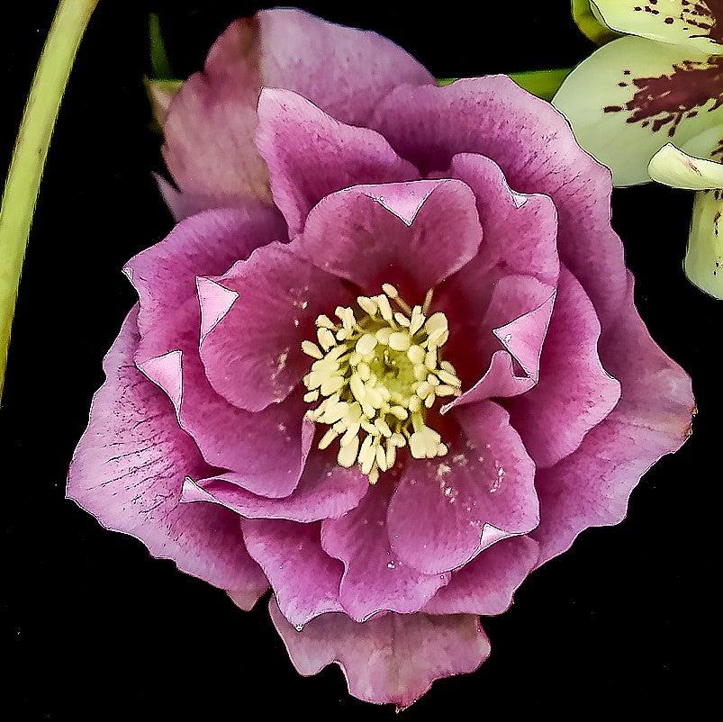 Helleborus x orientalis 'Double Ladies Mix' ~ Mixed Double Ladies Lenten Rose-ServeScape
