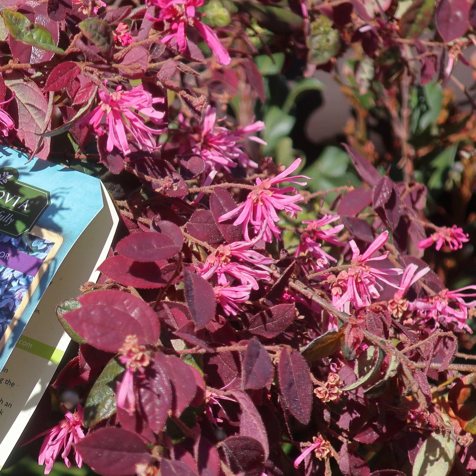 Loropetalum chinense 'Sizzling Pink' ~ Sizzling Pink Fringe Flower-ServeScape