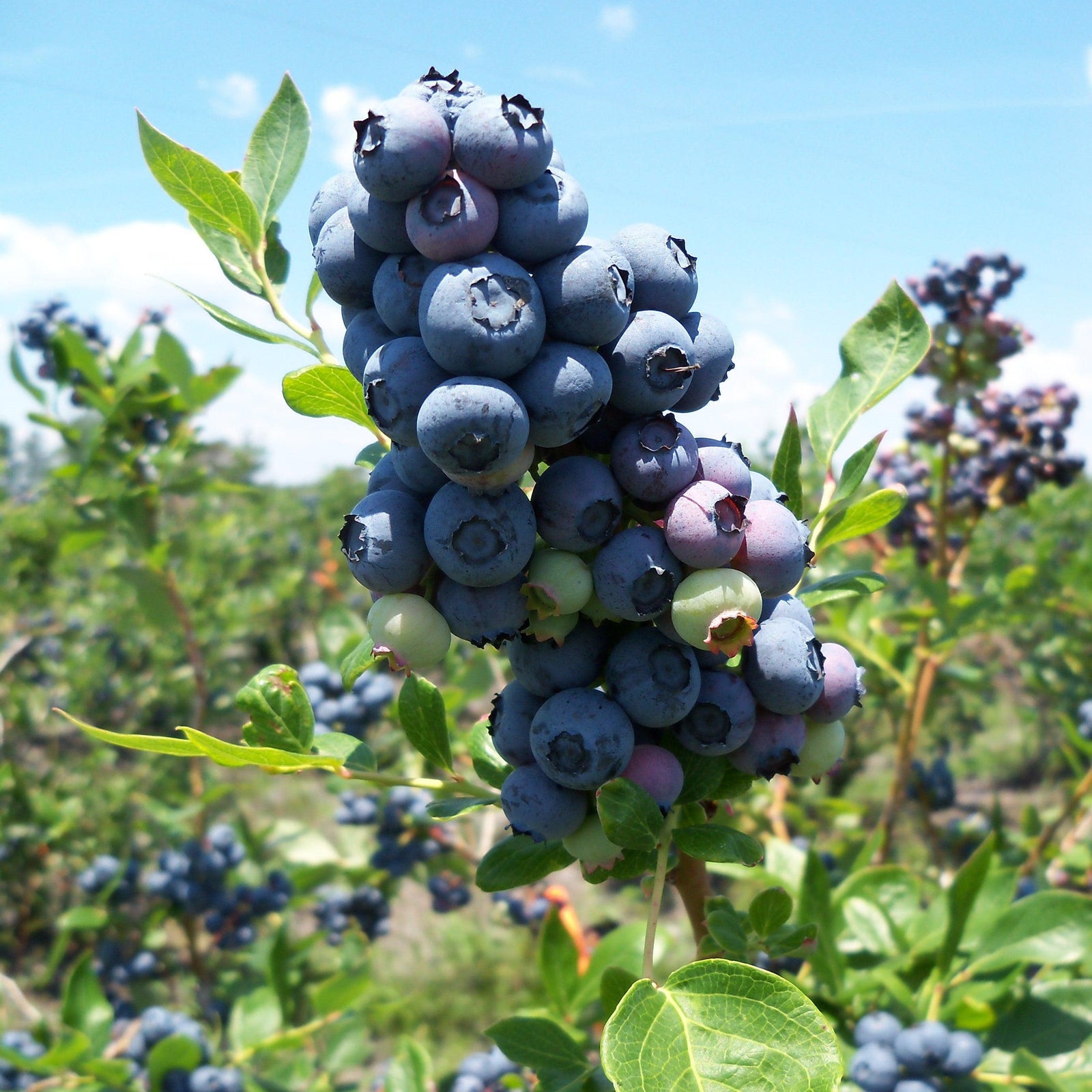 Vaccinium corymbosum 'Legacy' ~ Legacy Highbush Blueberry-ServeScape