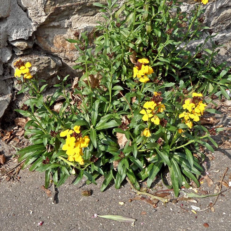Erysimum x hybrida 'ER 07 3-10' ~ Glow™ Golden Wallflower-ServeScape