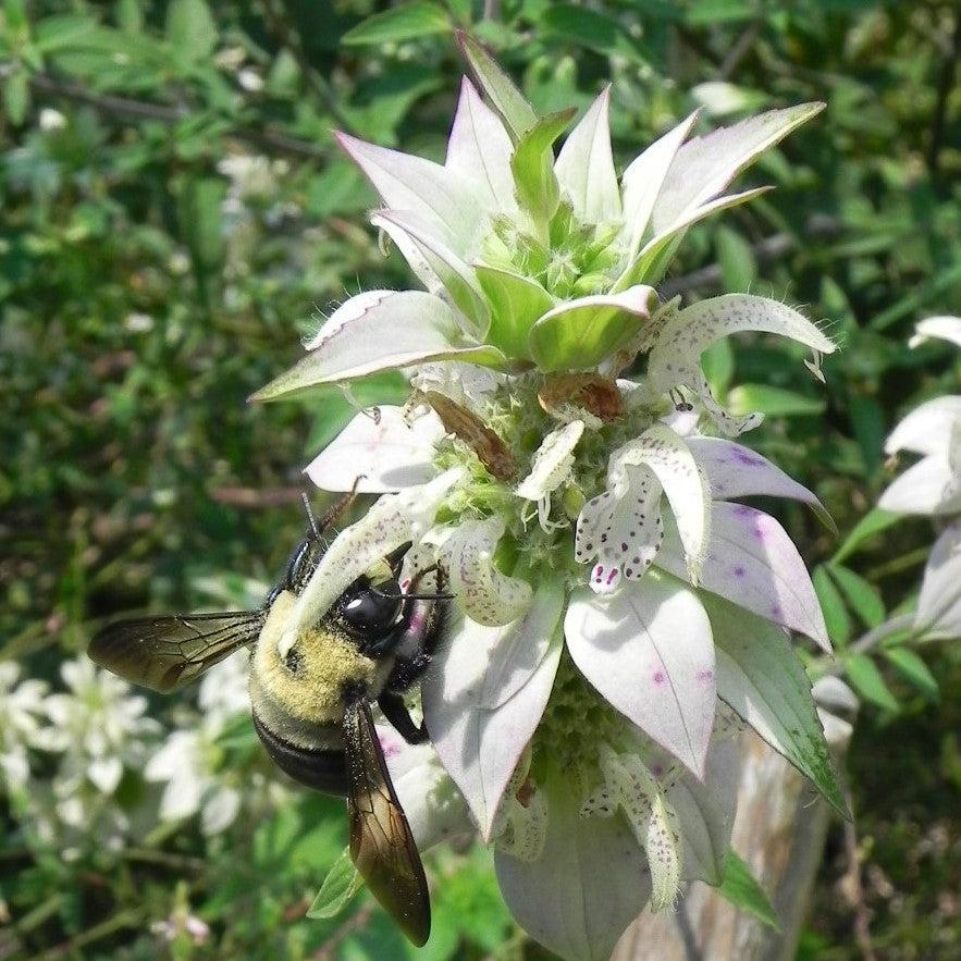 Monarda punctata ~ Spotted Beebalm-ServeScape