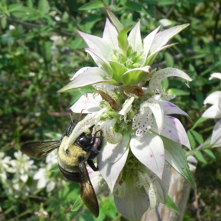 Monarda punctata ~ Spotted Beebalm-ServeScape