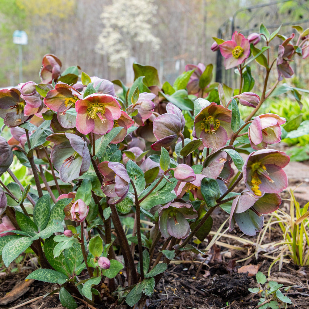 Helleborus × ballardiae 'COSEH 810' ~ HGC® Merlin Lenten Rose-ServeScape