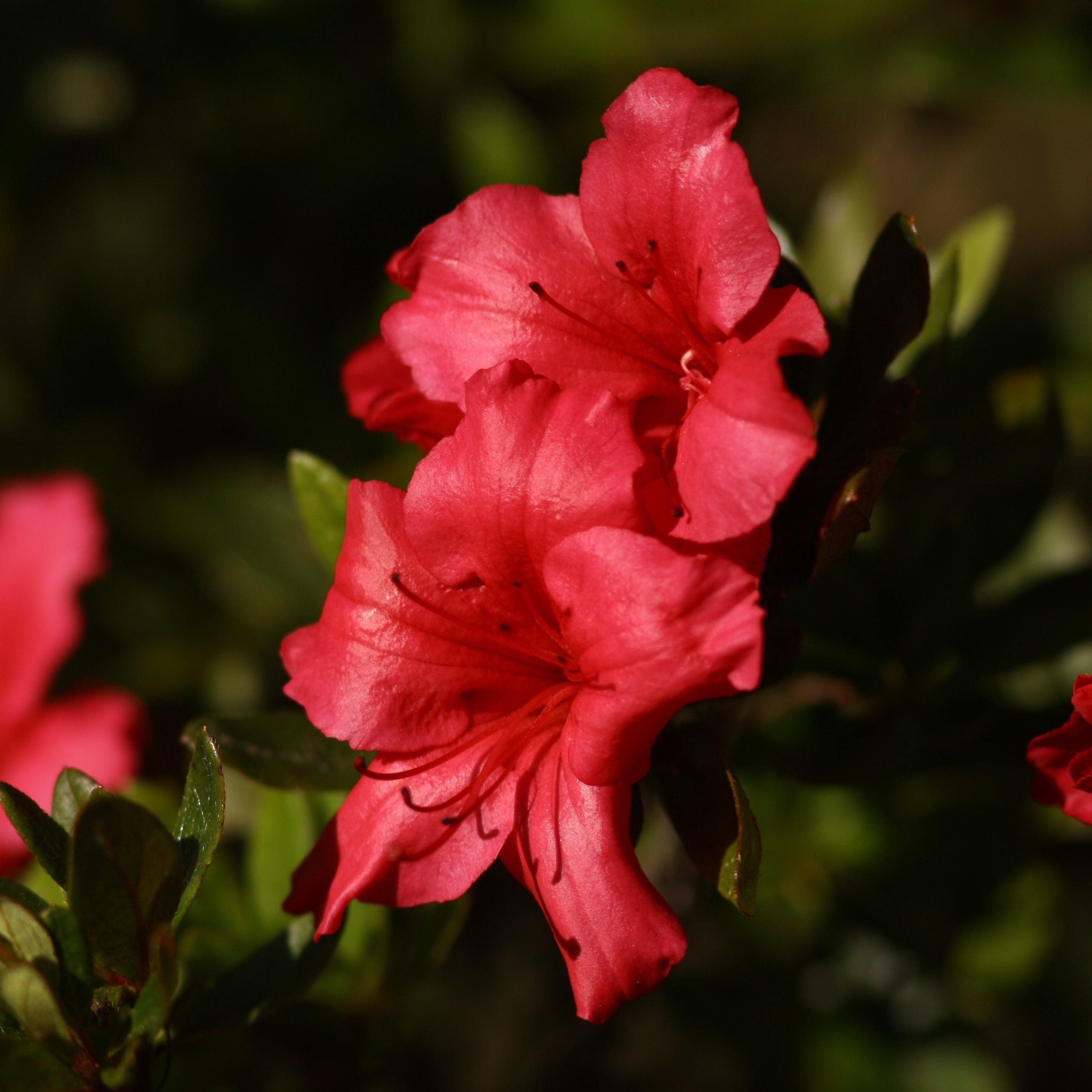 Red ruffles store azalea