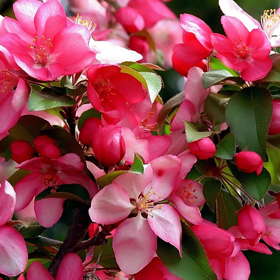 Malus x 'Robinson' ~ Robinson Crabapple-ServeScape