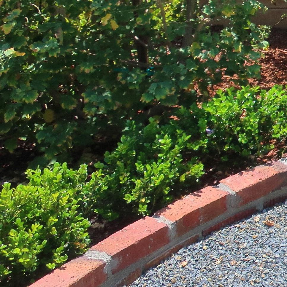 Buxus microphylla var. japonica 'Green Beauty' ~ Green Beauty Boxwood-ServeScape