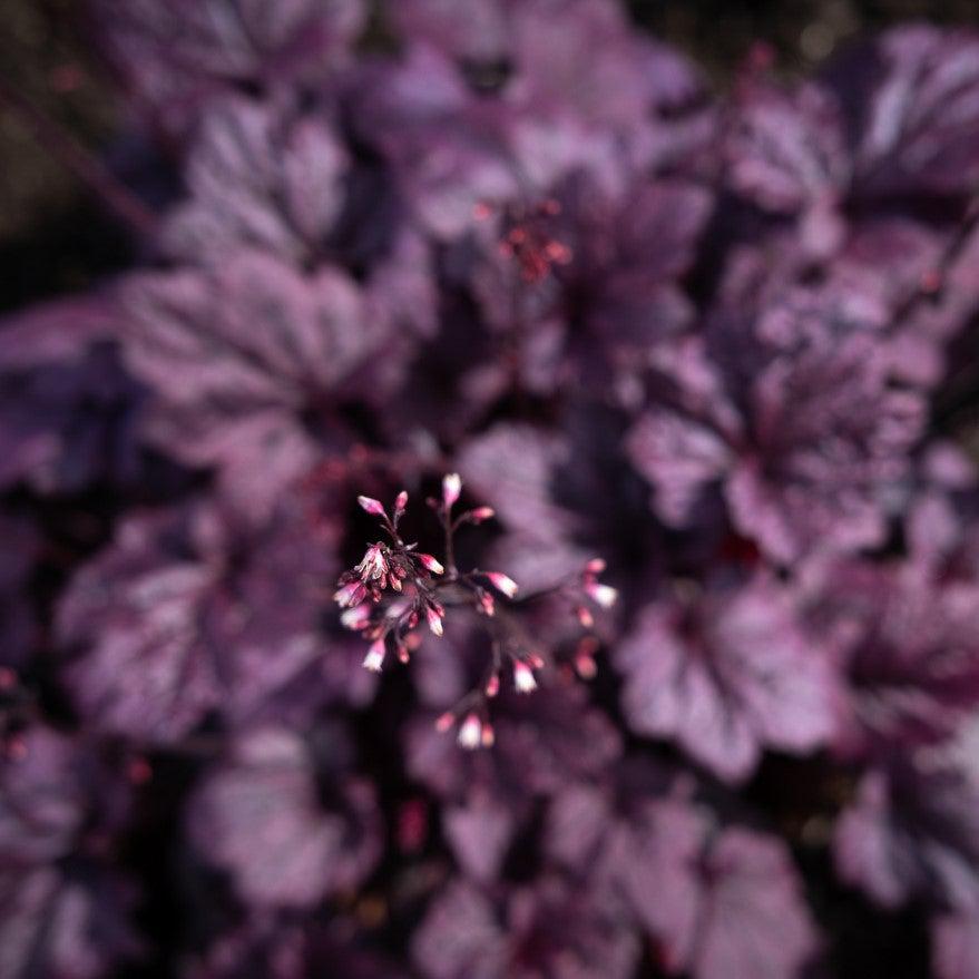 Heuchera x 'TNHEUFP' ~ Forever® Purple Coral Bells-ServeScape