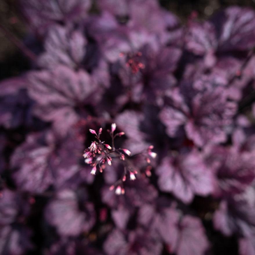 Heuchera 'Grape Expectations' ~ Grape Expectations Coral Bells-ServeScape