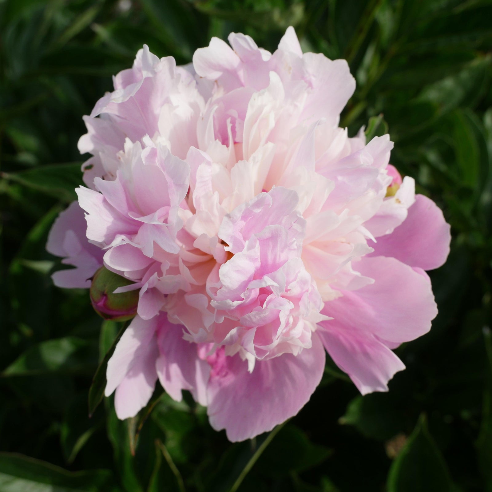 Paeonia 'Madame Emile Debatene' ~ Emile Debatene Peony-ServeScape