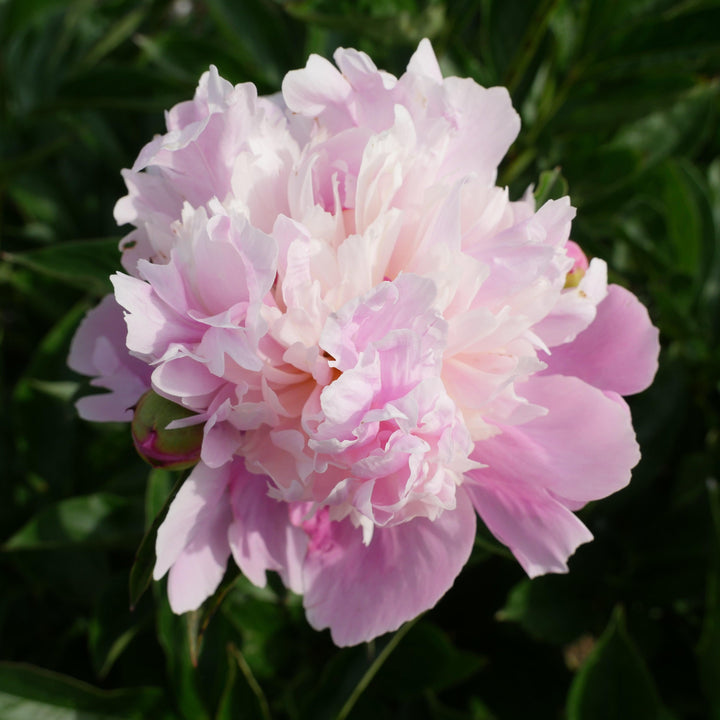Paeonia 'Madame Emile Debatene' ~ Emile Debatene Peony-ServeScape