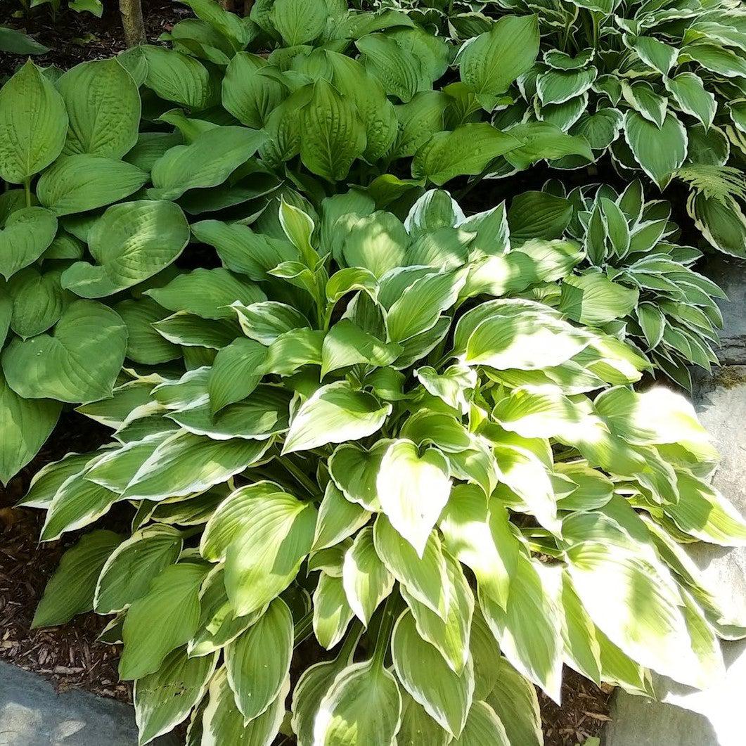 Hosta x 'Shade Fanfare' ~ Shade Fanfare Hosta-ServeScape