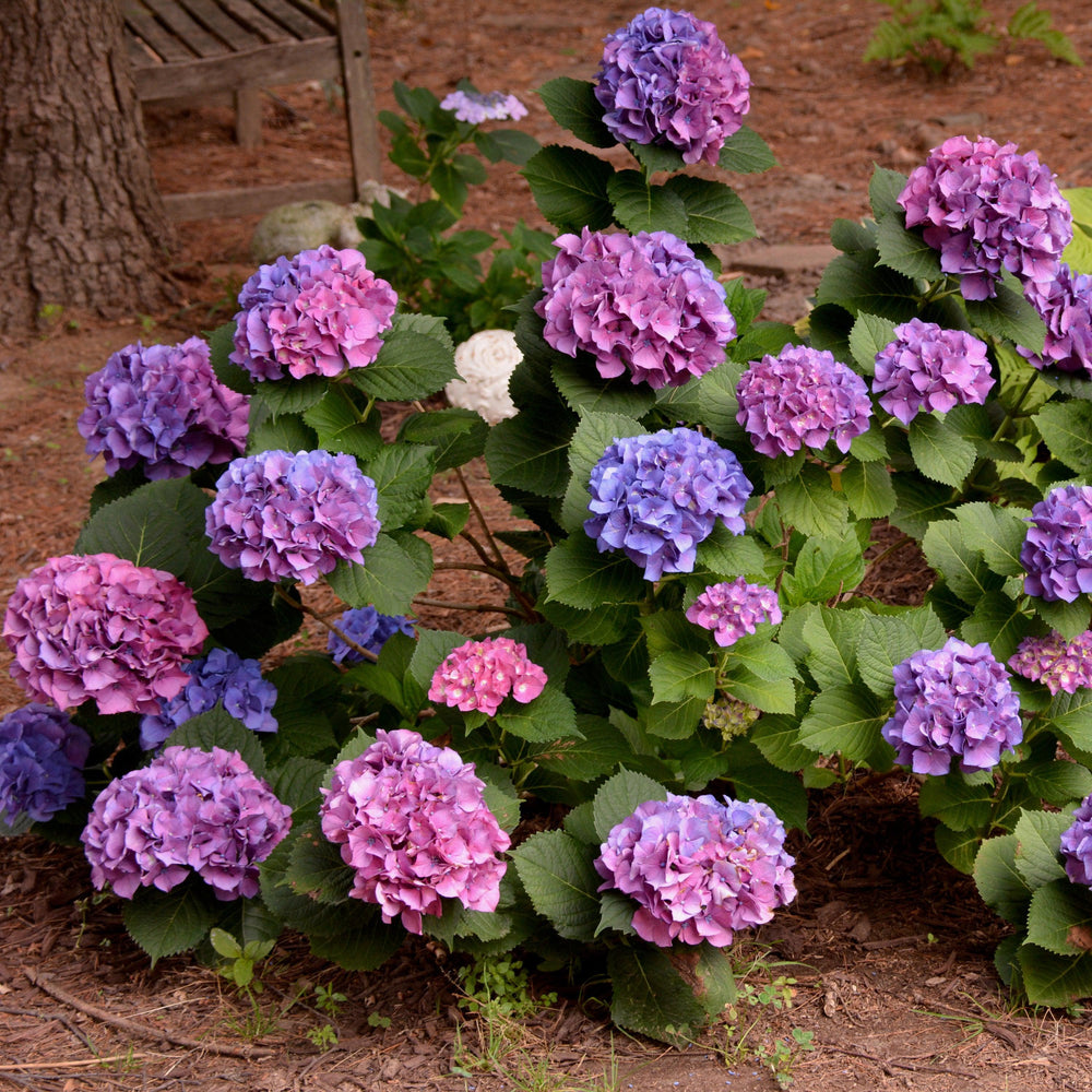 Hydrangea macrophylla 'Merritt's Supreme Pink' ~ Merritt's Supreme Hydrangea-ServeScape