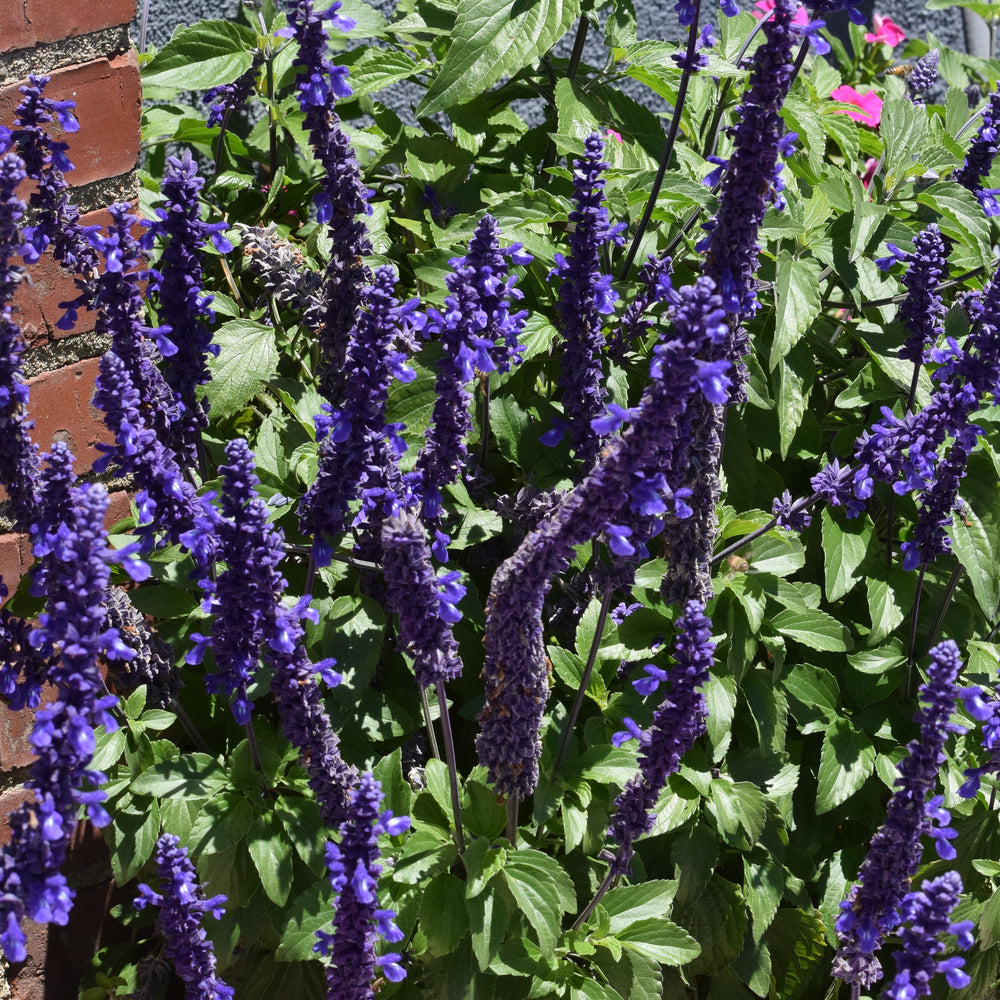 Salvia farinacea 'Cathedral Deep Blue' ~ Cathedral® Deep Blue Salvia-ServeScape