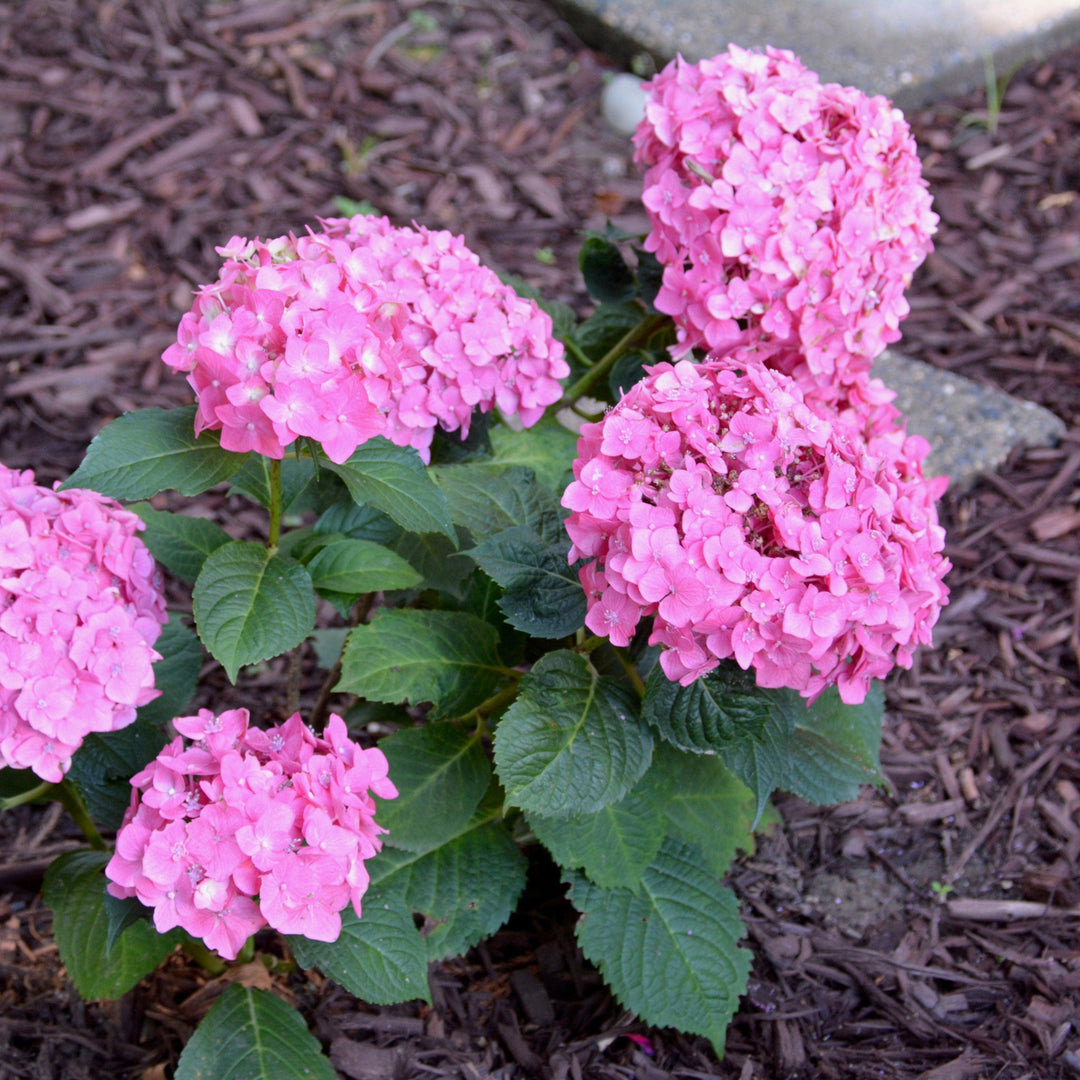Hydrangea macrophylla 'Bailmacfive’ PP30,359 ~ Summer Crush™ Hydrangea-ServeScape