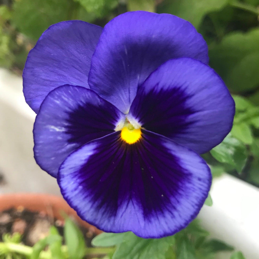 Viola x wittrockiana 'Inspire DeluXXe Deep Blue Blotch' ~ Inspire DeluXXe® Deep Blue Blotch Pansy-ServeScape