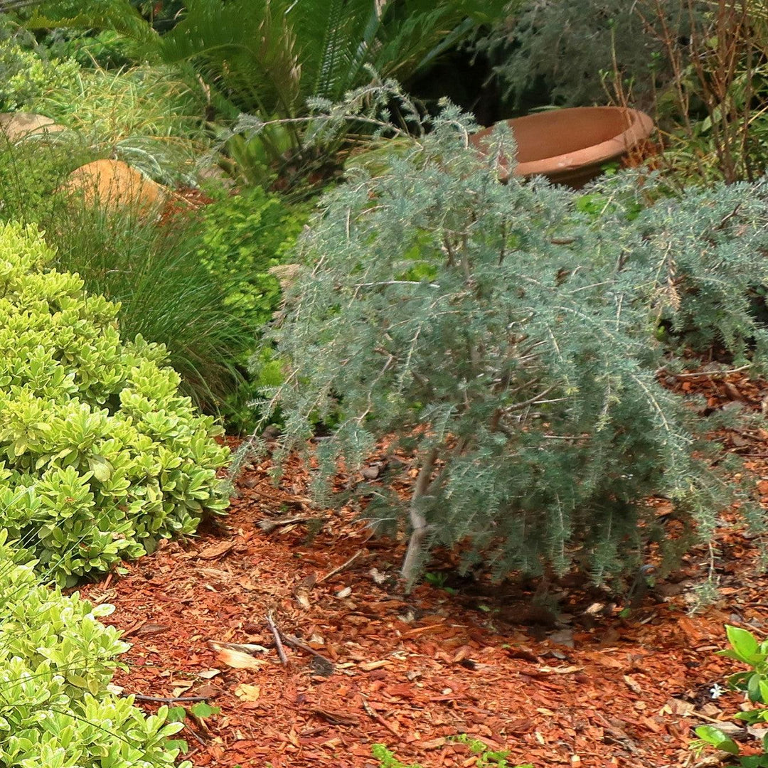 Cedrus deodara 'Feelin' Blue' ~ Feelin' Blue® Deodar Cedar-ServeScape