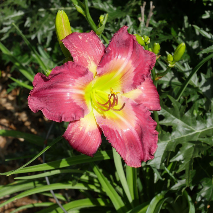 Hemerocallis Tetraploid Hybrids ~Tetraploid Hybrids Daylily-ServeScape
