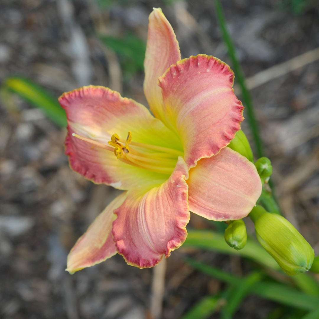 Hemerocallis Tetraploid Hybrids ~Tetraploid Hybrids Daylily-ServeScape