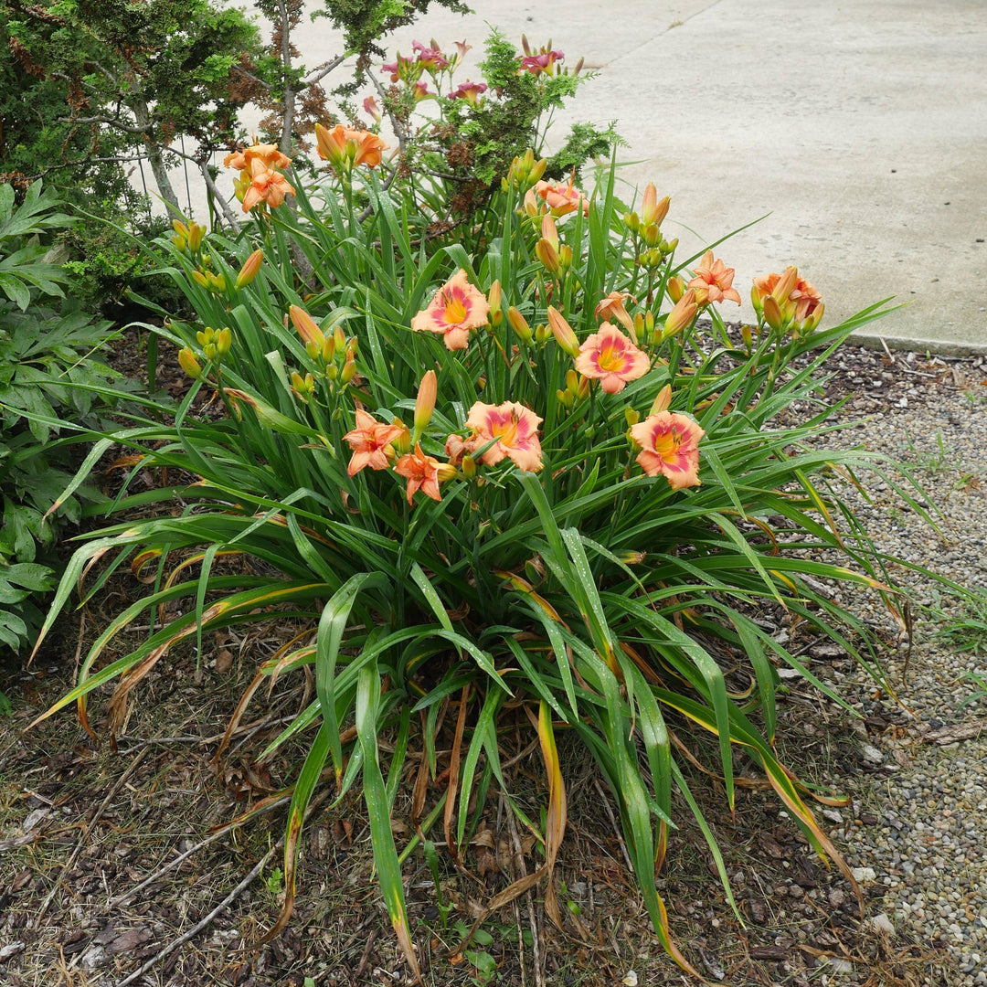 Hemerocallis 'Strawberry Candy' ~ Strawberry Candy Daylily-ServeScape