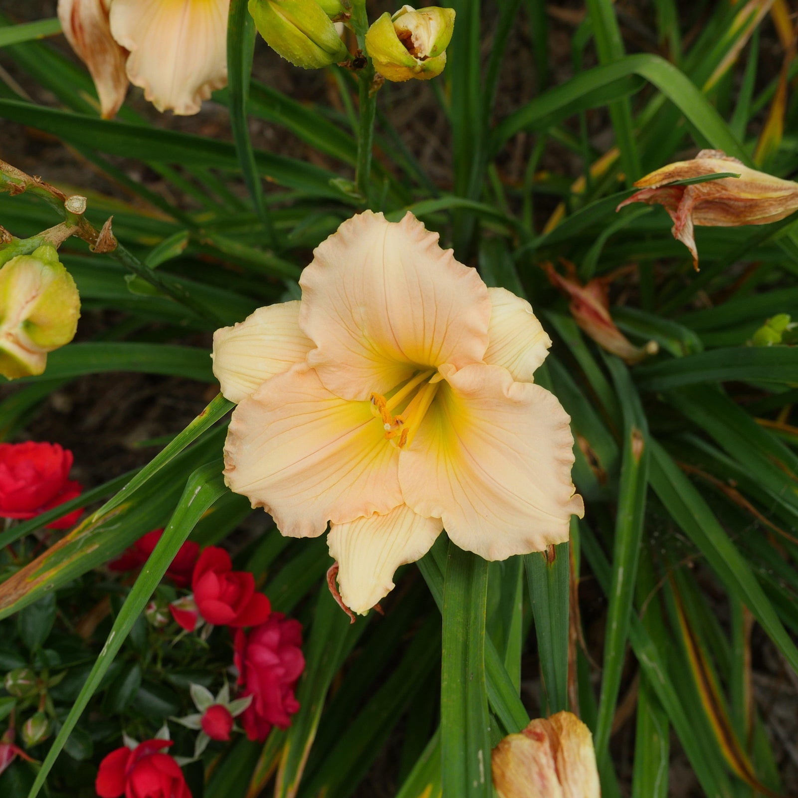Hemerocallis 'Fairy Tale Pink' ~ Fariy Tale Pink Daylily-ServeScape