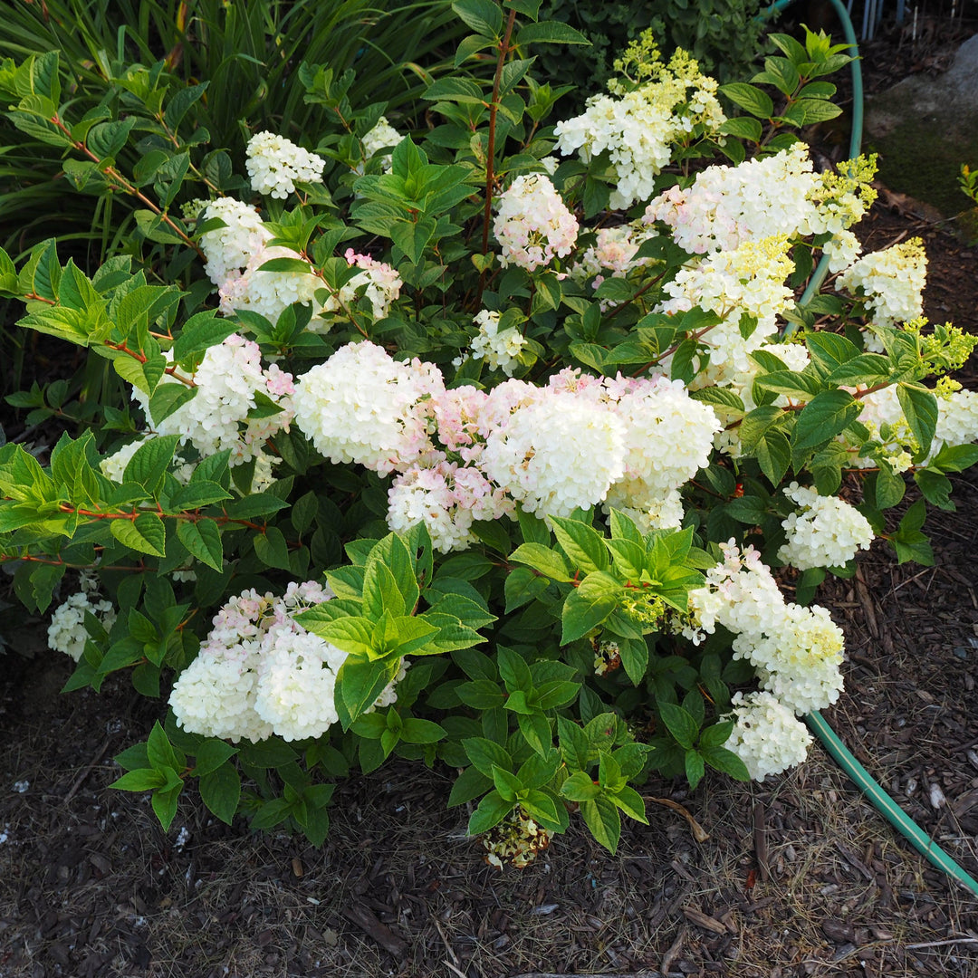 Hydrangea paniculata 'Rensun' PP 25,438 ~ First Editions® Strawberry Sundae® Hydrangea-ServeScape