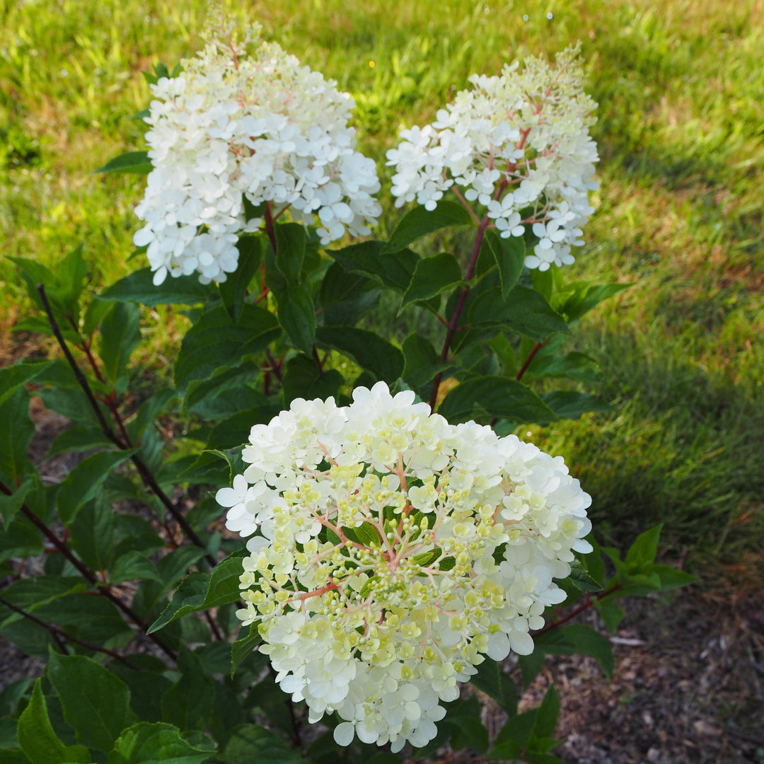 Hydrangea paniculata 'Renhy'~ First Editions® Vanilla Strawberry™ Hydrangea-ServeScape