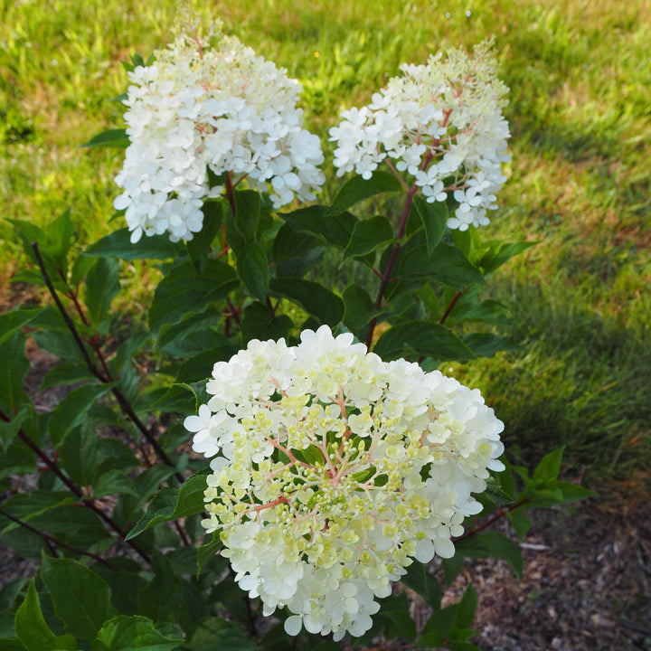 Hydrangea paniculata 'Renhy'~ First Editions® Vanilla Strawberry™ Hydrangea-ServeScape
