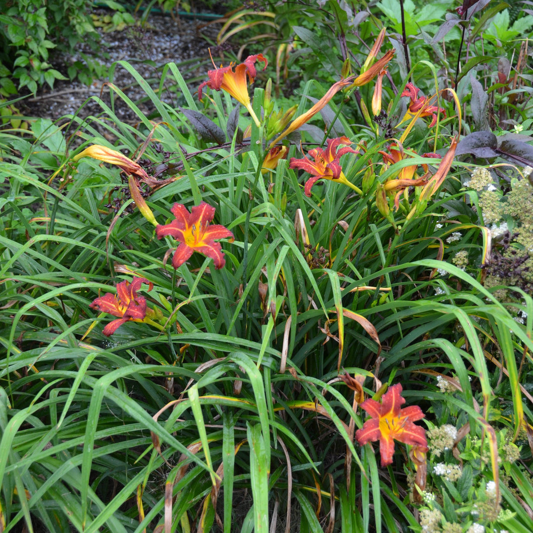Hemerocallis 'Autumn Red' ~ Autumn Red Daylily-ServeScape
