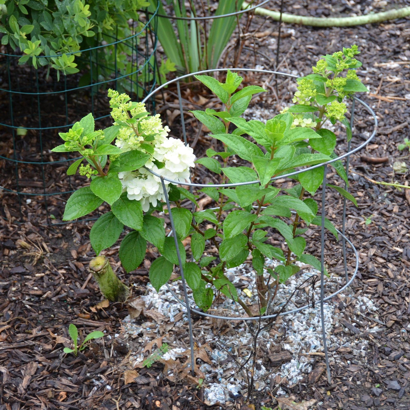 Hydrangea paniculata ‘Kolmakilima’ ~ Lava Lamp® Moonrock® Hydrangea-ServeScape