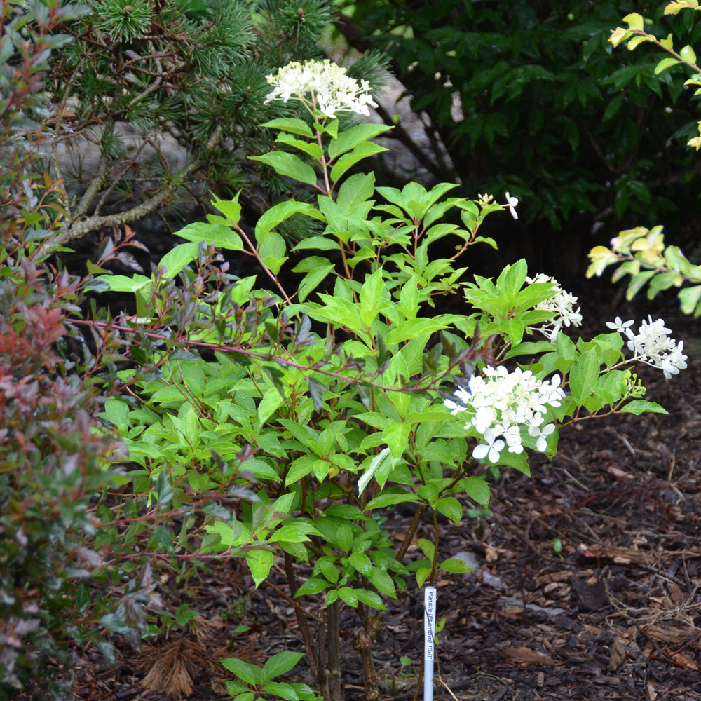 Hydrangea paniculata 'Phantom' ~ Tidal Wave™ Hydrangea-ServeScape