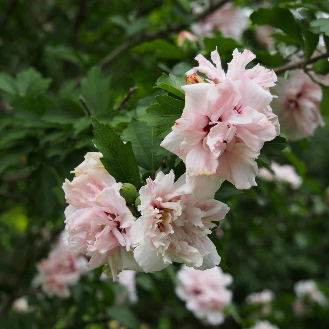 Hibiscus syriacus 'DS02SS' ~ Strawberry Smoothie™ Rose of Sharon-ServeScape