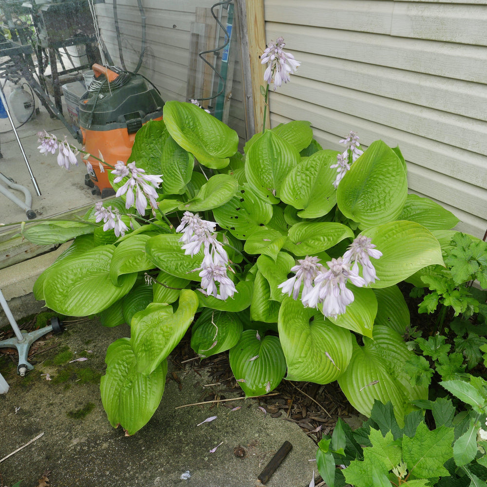 Hosta 'Sum and Substance' ~ Sum and Substance Hosta-ServeScape