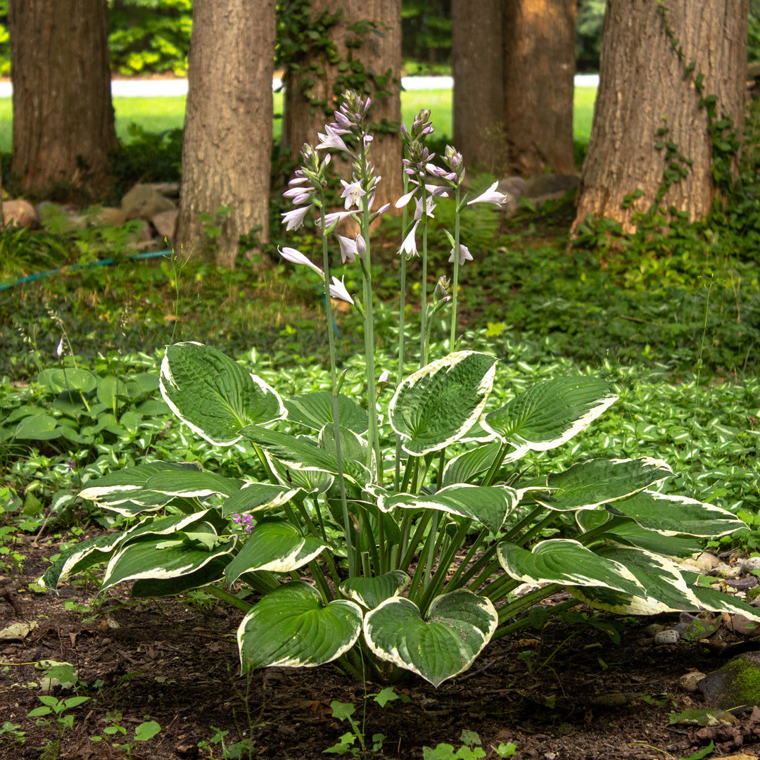 Hosta 'Patriot' ~ Patriot Hosta-ServeScape